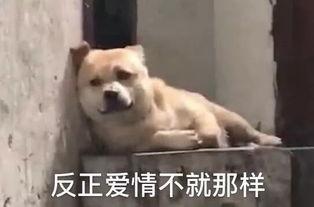 别惹我，我可有九个靠山,揭秘神秘势力背后的传奇人生