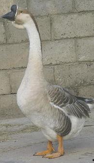 网红大鹅,从田间到网络，一只鹅的传奇之旅